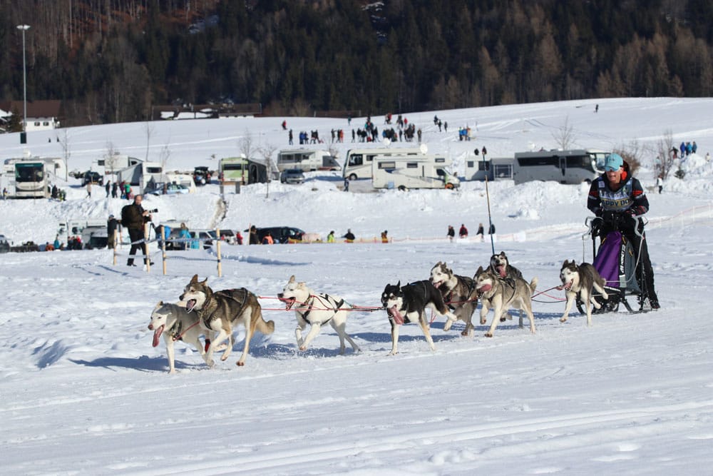 IMG 7985
