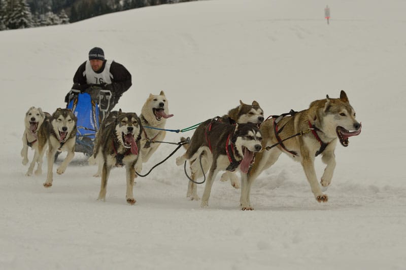 76 sig 0868
