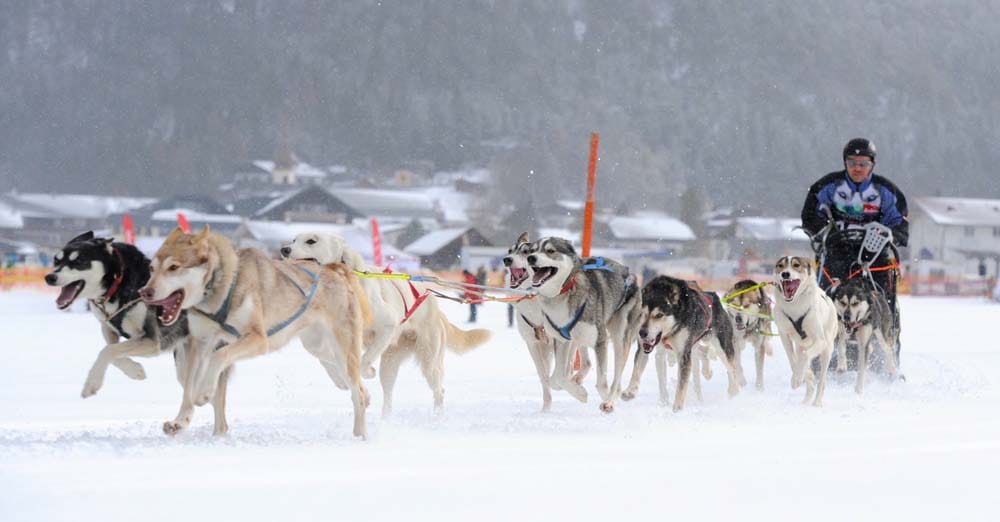 dsc 8197
